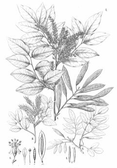Myrocarpus frondosus Balsamo, incienso